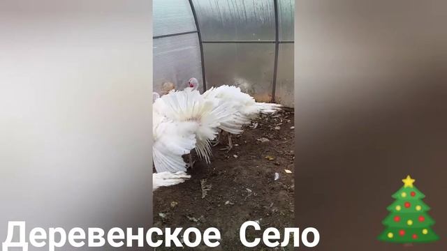 Женщина,я не танцую...#shorts #короткие_видео смотреть онлайн