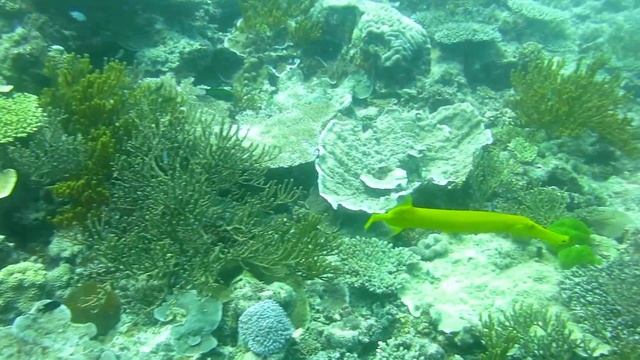 Yellow Trumpetfish, Heron Island смотреть онлайн