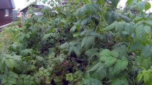 малина сорт новость Кузьмина19г