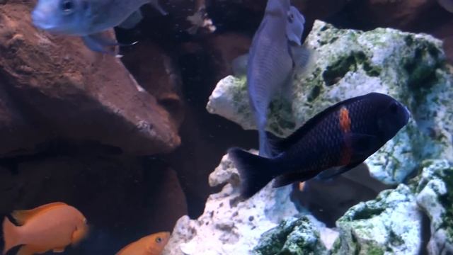 Tropheus Bemba смотреть онлайн