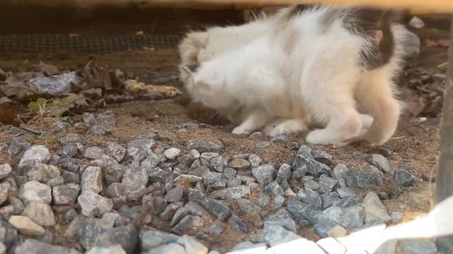 Кошачье счастье! смотреть онлайн