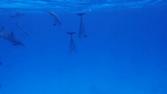 Magical dolphin moment at Dolphin House - Sha'ab Samadai смотреть онлайн