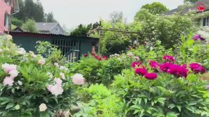 Деревенская жизнь Швейцарии. Швейцарский фермерский дом, клубничное поле 🍓