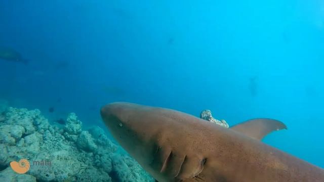 Snorkeling Dhangethi Reef