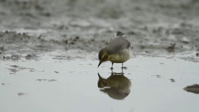 Adult female Citrine Wagtail at Warmond, the Netherlands November 2010 смотреть онлайн