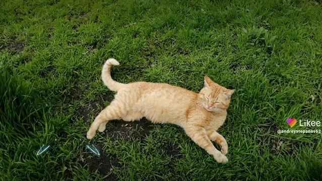 леопард похоже почти смотреть онлайн