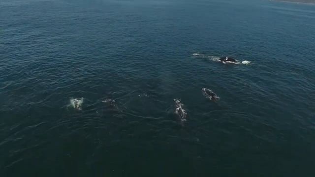 Whale tales..... смотреть онлайн