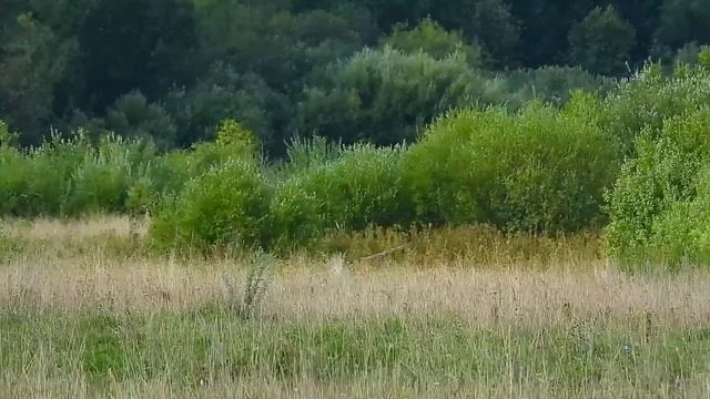 № 1583 10. 08. 2021 .Луни смотреть онлайн