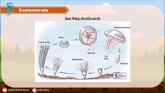 INVERTEBRATA (PORIFERA-ANNELIDA) | ANIMALIA | BIOLOGI X SMA смотреть онлайн
