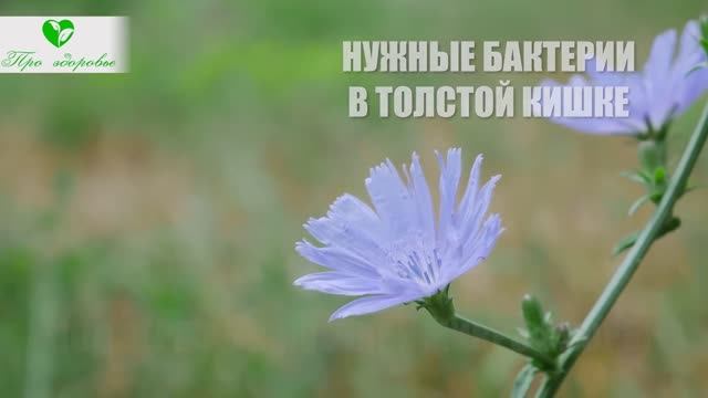 Цикорий, что будет если пить каждый день смотреть онлайн