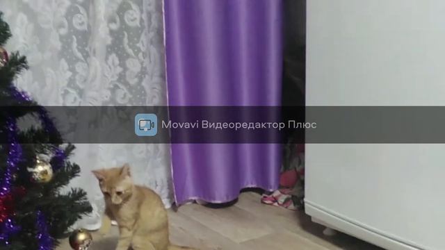 Кот "ПЕРСИК" смотреть онлайн