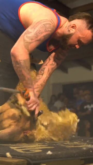 Lamb Shorn under 15sec. View Full Video. #shearing #wool #newzealand #sheep #sheepfarming #speed смотреть онлайн