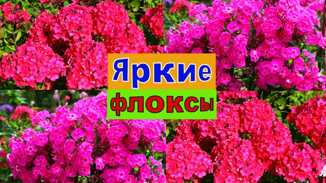 ЯРКИЕ ФЛОКСЫ. НОВЫЕ СОРТА