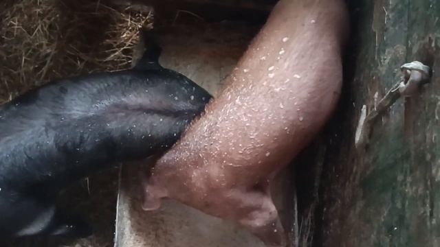 проспала опорос🐖!!!!????и такое бывает!!!🙈 смотреть онлайн