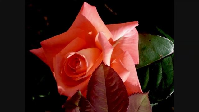 Любовь разлука смотреть онлайн