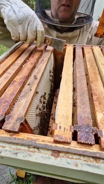 Сетка на каждом улье ? #пчеловодство #beekeeper #пчёлы #beekeeping #bee #honey #2024 #пасека смотреть онлайн