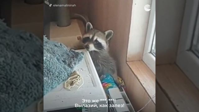 Енот разгромил всю квартиру в хлам, хозяйка в шоке, я тоже. смотреть онлайн