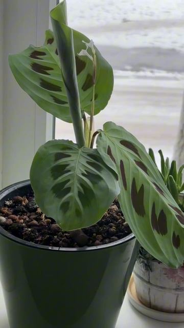 Маранта Керховена смотреть онлайн