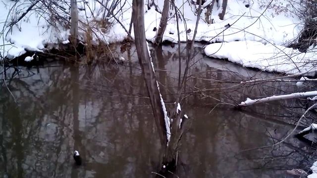 Утки зимуют в городе #8 смотреть онлайн