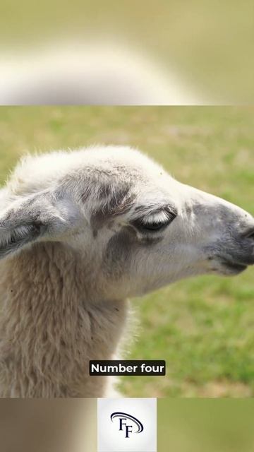 5 Fun Facts about Llamas 🤪😎😃#funfacts #interestingfacts #facts #shorts #llama #llamas смотреть онлайн