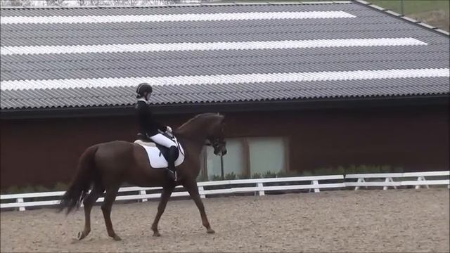 Dressage Gelding after Marengo doing MB0 in Aarhus смотреть онлайн