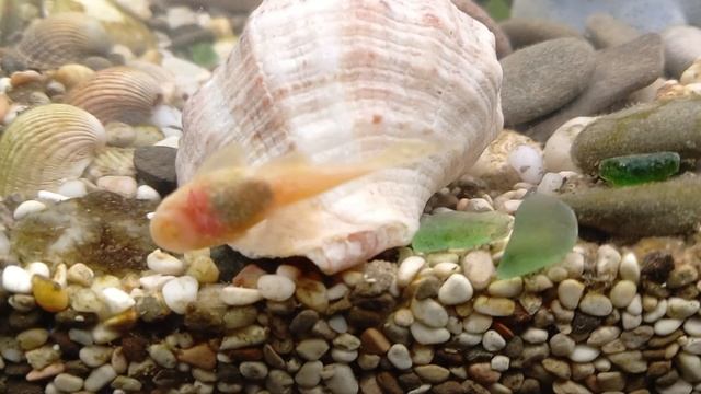 🐟🐟🐟 Рыбёнки😉✌️.mp4 смотреть онлайн