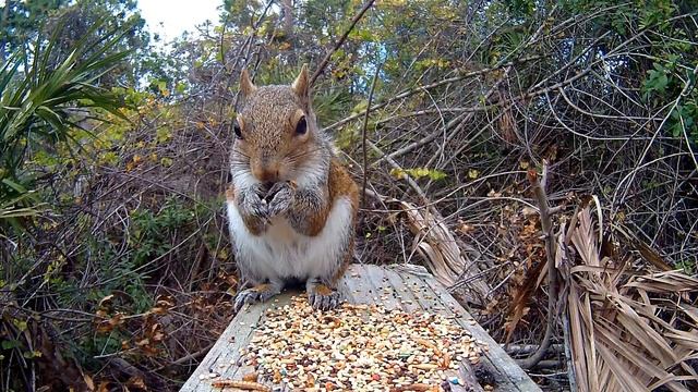 Squirrel Freaked Out By Camera - Sees His Reflection For First Time! смотреть онлайн
