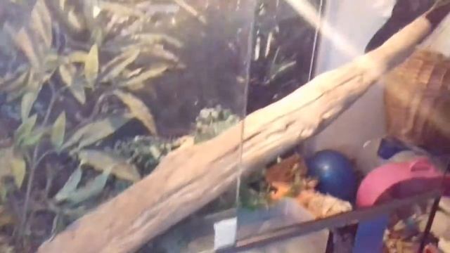 Игуана ест капусту смотреть онлайн