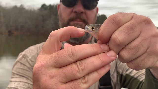 How to tell the difference between threadfin & gizzard shad. смотреть онлайн