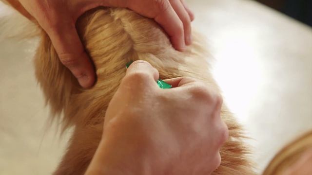 How to apply FRONTLINE Plus to your cat смотреть онлайн