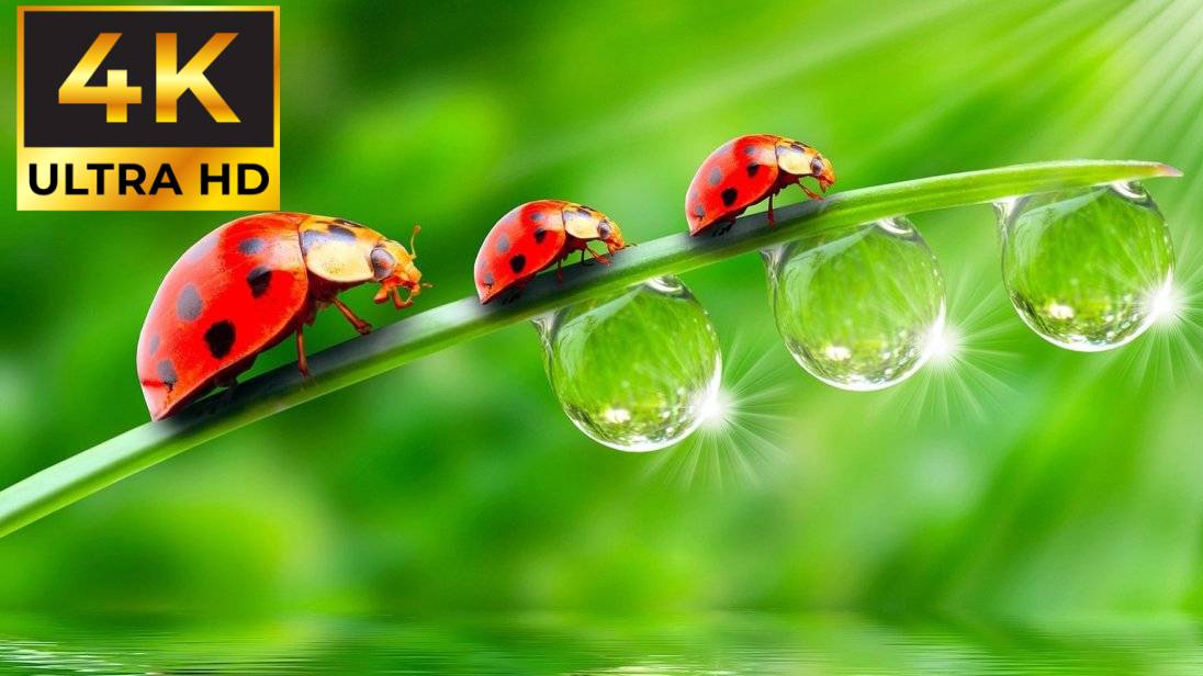 СНОГСШИБАТЕЛЬНОЕ ВИДЕО В 4К КАЧЕСТВЕ смотреть онлайн