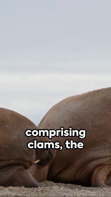 Walrus A Lazy Day in their Life 2024 #animals смотреть онлайн