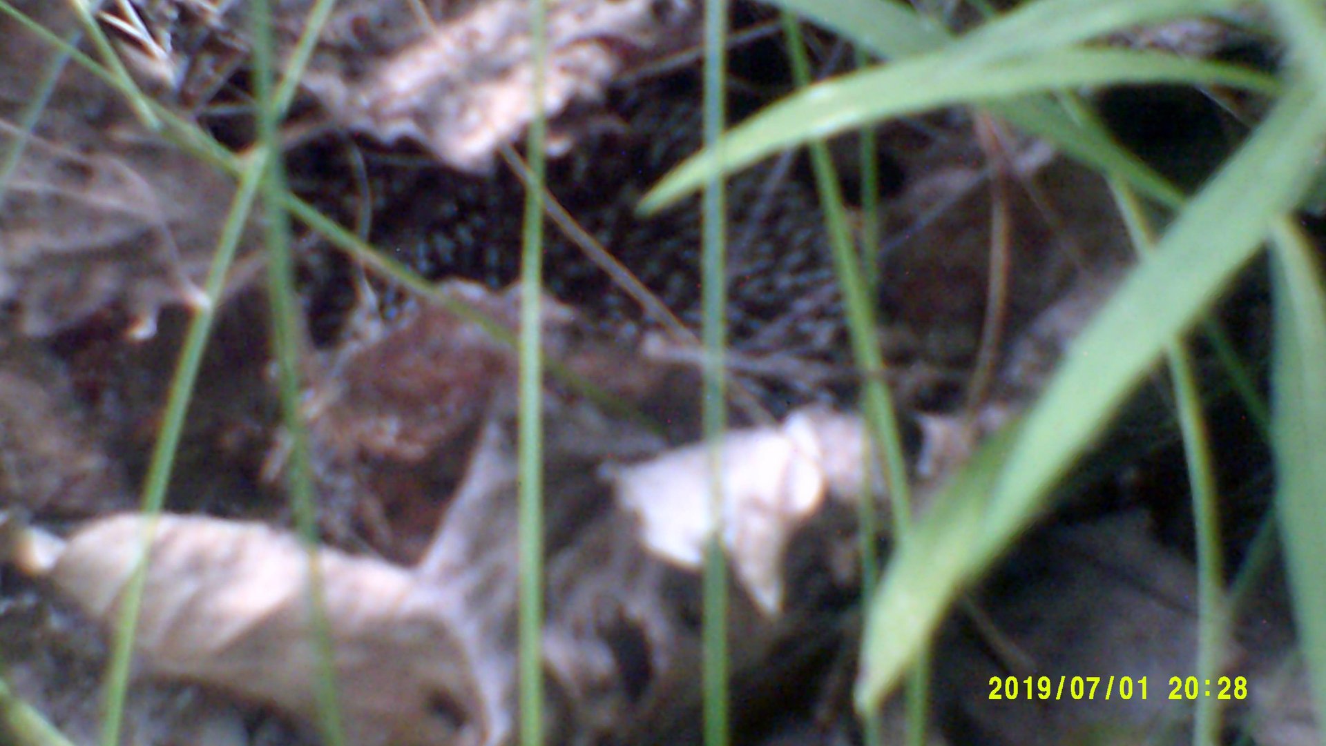 Ёжик. смотреть онлайн