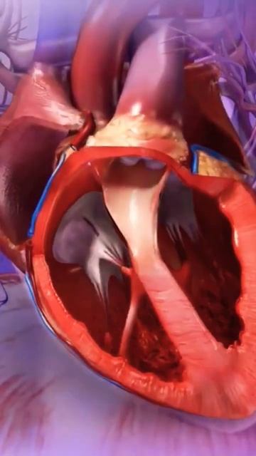 Heart🫀 || blood circulation animated video смотреть онлайн