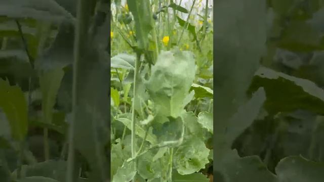 Применение Е18 яровой рапс Елецкий район 26.06.2024