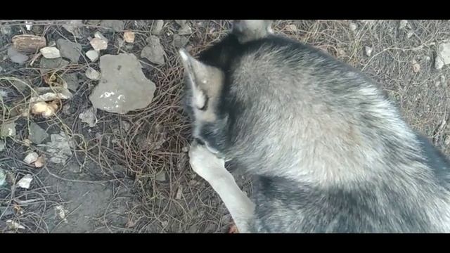 ХАСКИ ПОСУДОМОЙКА ПОСЛЕДНЕЙ МОДЕЛИ смотреть онлайн