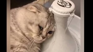 Приколы с животными Смешные животные Смешные котики Смешное видео  Котики Собачки