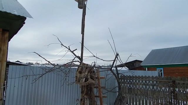 Из старой дички шикарную яблоню смотреть онлайн