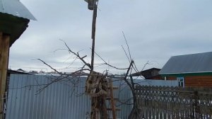 Из старой дички шикарную яблоню