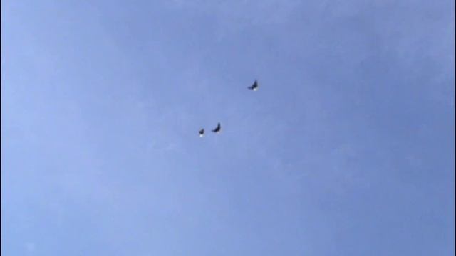 Генические голуби Николаенко С.А. 0970600497 смотреть онлайн