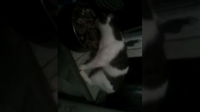 Кот грибоед смотреть онлайн