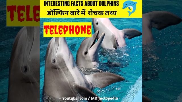 Dolphin 🐬 के बारे में 5 रोचक तथ्य | Amazing Facts About Dolphins Interesting Facts #shorts #viral смотреть онлайн