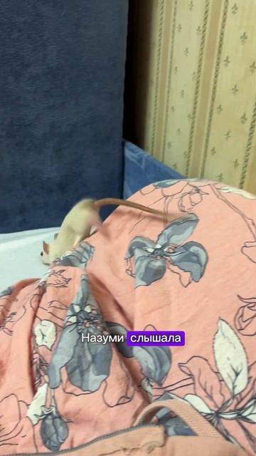 МАМА МЕНЯ НЕ ЛЮБИТ 🐁😩 #животные #крыса #крысы смотреть онлайн