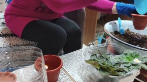 Пересадка фиалок,автолавка .