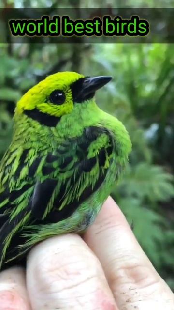world best birds || bird chirping|| green birds || #shorts #discoveryanimal #documentary #american смотреть онлайн