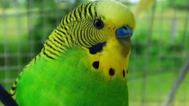 Mutation Monday(Normal Green Budgies/Parakeets)(Волнистых попугаев) смотреть онлайн