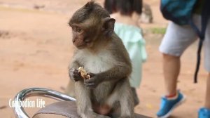 Monkey Meeting - Amazing monkey meeting tourist at angkor wat,