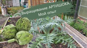 Выращивание АРТИШОКА в Московской области | Мой опыт