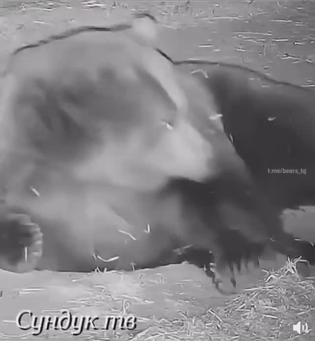 Ежик kurwa #shorts #shortvideo смотреть онлайн