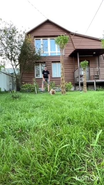 питомник шпицев 📞+79874100700 смотреть онлайн